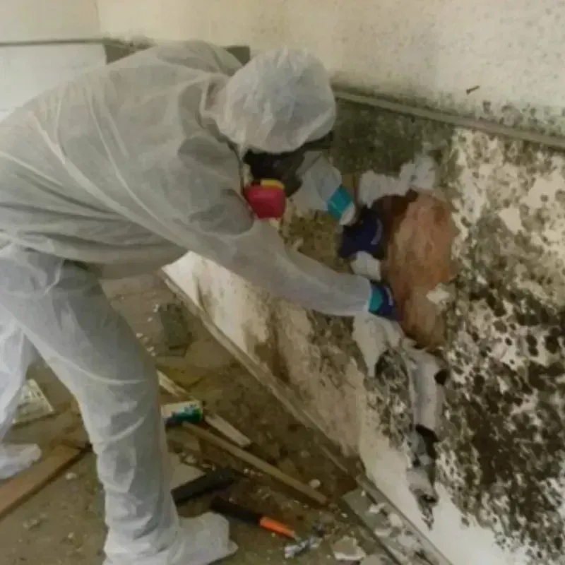 Mold Remediation and Removal in Oneida County, ID